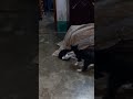 Kitten #fight Must watch #kitten #wow