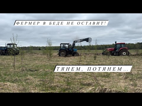 Видео: Выпустили коров на пастбище! Привезли нового производителя для наших коз! Сделали куриную тушенку!