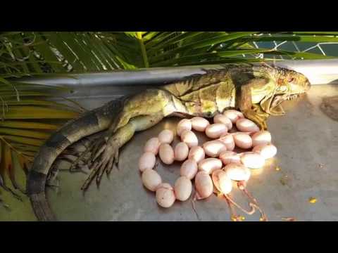 iguanas invasive