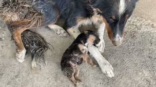 The Mother Was Trying To Wake Up Her Weak Puppies, She Was Afraid They Would Leave Her Forever.