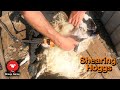 Sheep Shearing with Friends