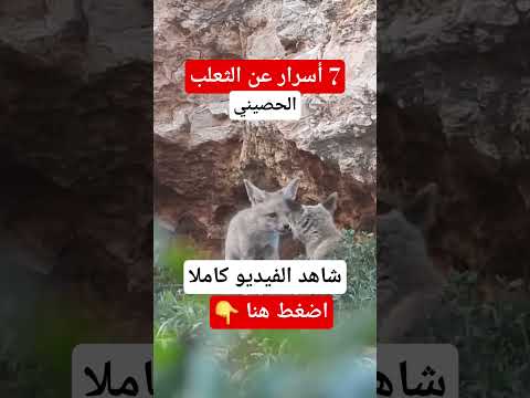 تعرف على اسرار عالم الثعلب الحصيني الماكر اذكى الحيوانات نوافذ برية ثعلب حصيني