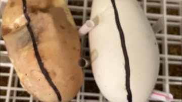 Clutch # 3 Egg Cutting Ball Python 2023’