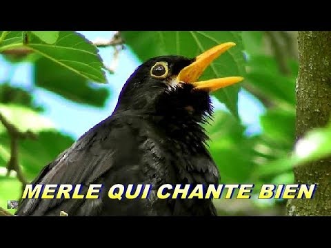 Vidéo: Oiseau noir au bec noir. Oiseau noir à gros bec