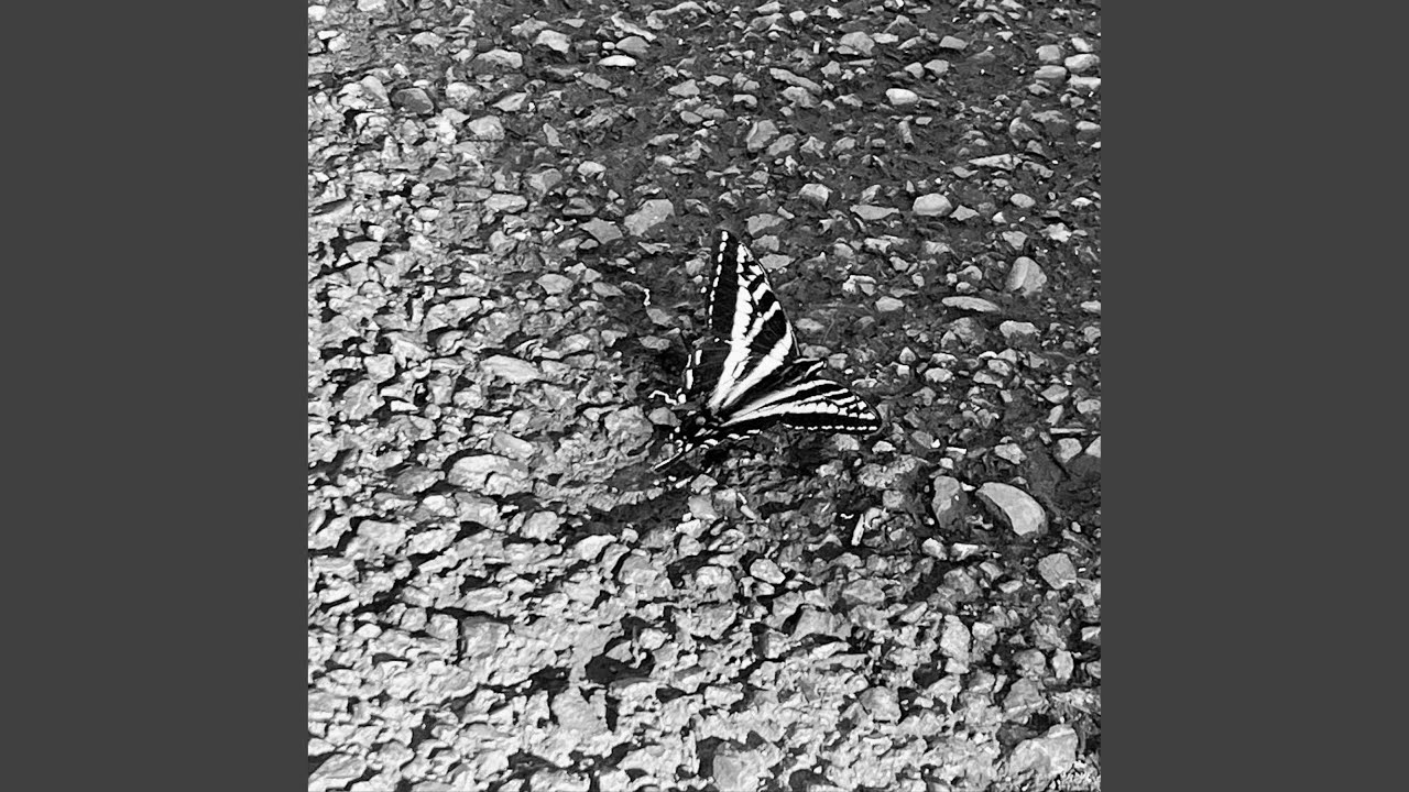wings auf YouTube ansehen wings auf YouTube ansehen