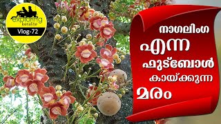 Nagalinga Cannon Ball Tree  | #Nagalinga #Cannon #Ball #Tree screenshot 4