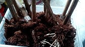 Гетероауксин Приготовление раствора. - YouTube