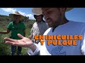 CHINICUILES (GUSANO DE MAGUEY) UNA COMIDA ANCESTRAL / MITOS SOBRE EL PULQUE