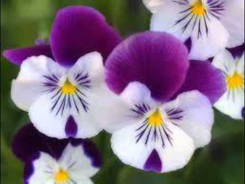 436A God Made This World for Me, Joel Goldsmith