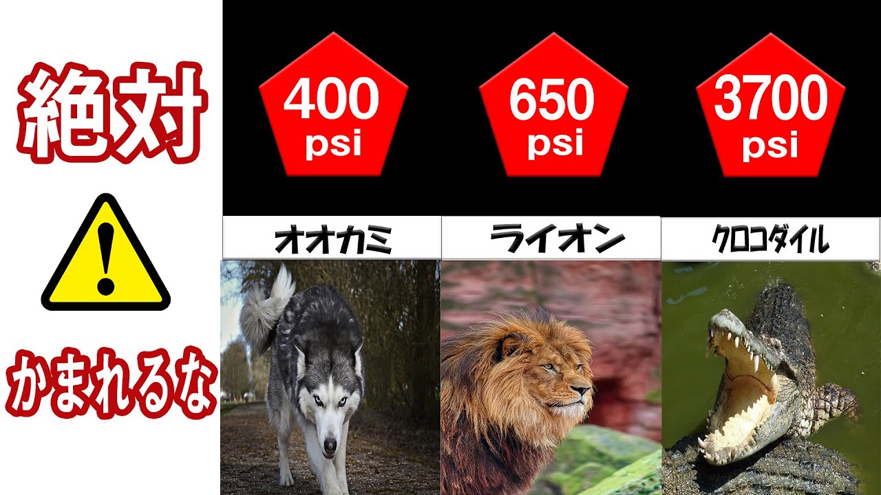 絶対かまれるな 噛む力が最も強い動物 Youtube