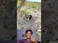 Ye Konsa Birds Hai ? #Shortsbideo #islamicvideo #quran #Naat