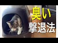 【猫のトイレ】【多頭飼い】これでもう臭わない！猫のトイレの臭いを消す方法