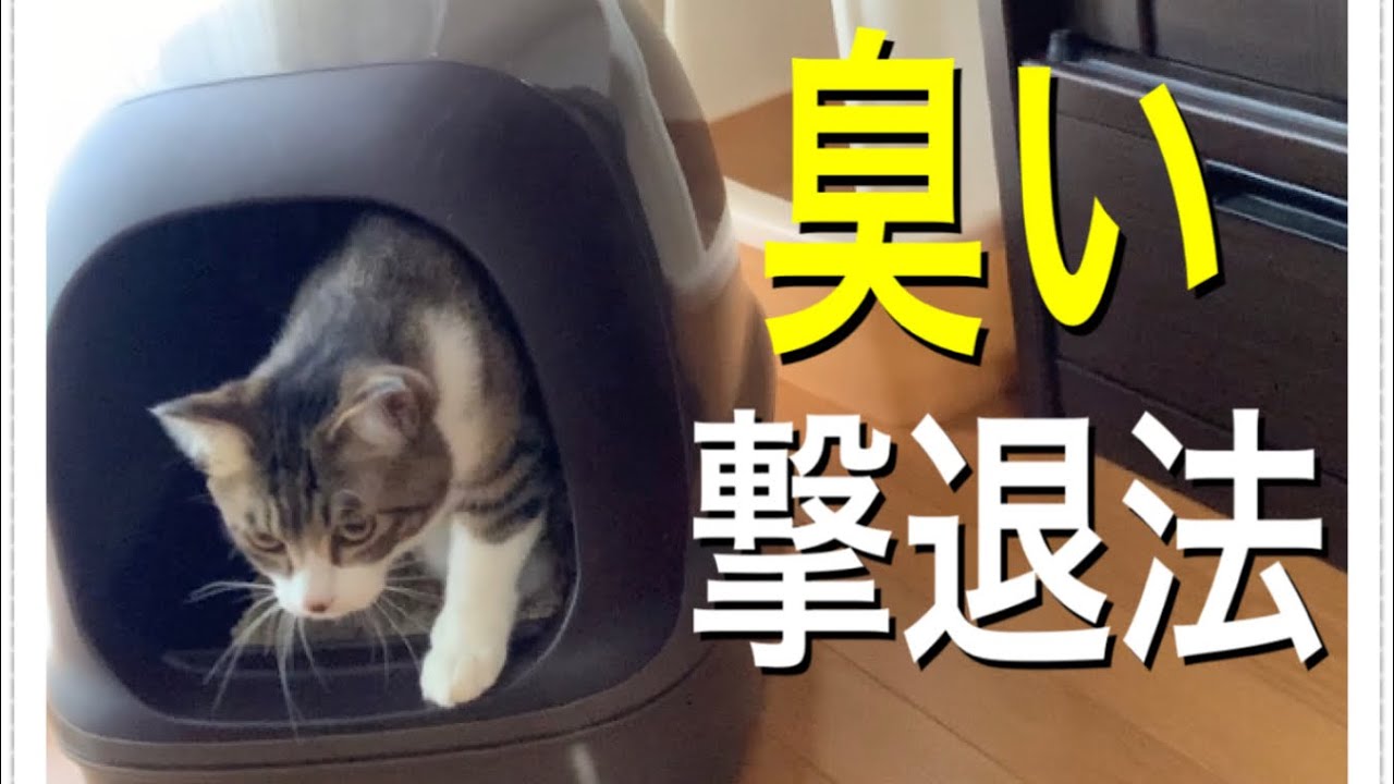 猫のトイレ 多頭飼い これでもう臭わない 猫のトイレの臭いを消す方法 Youtube
