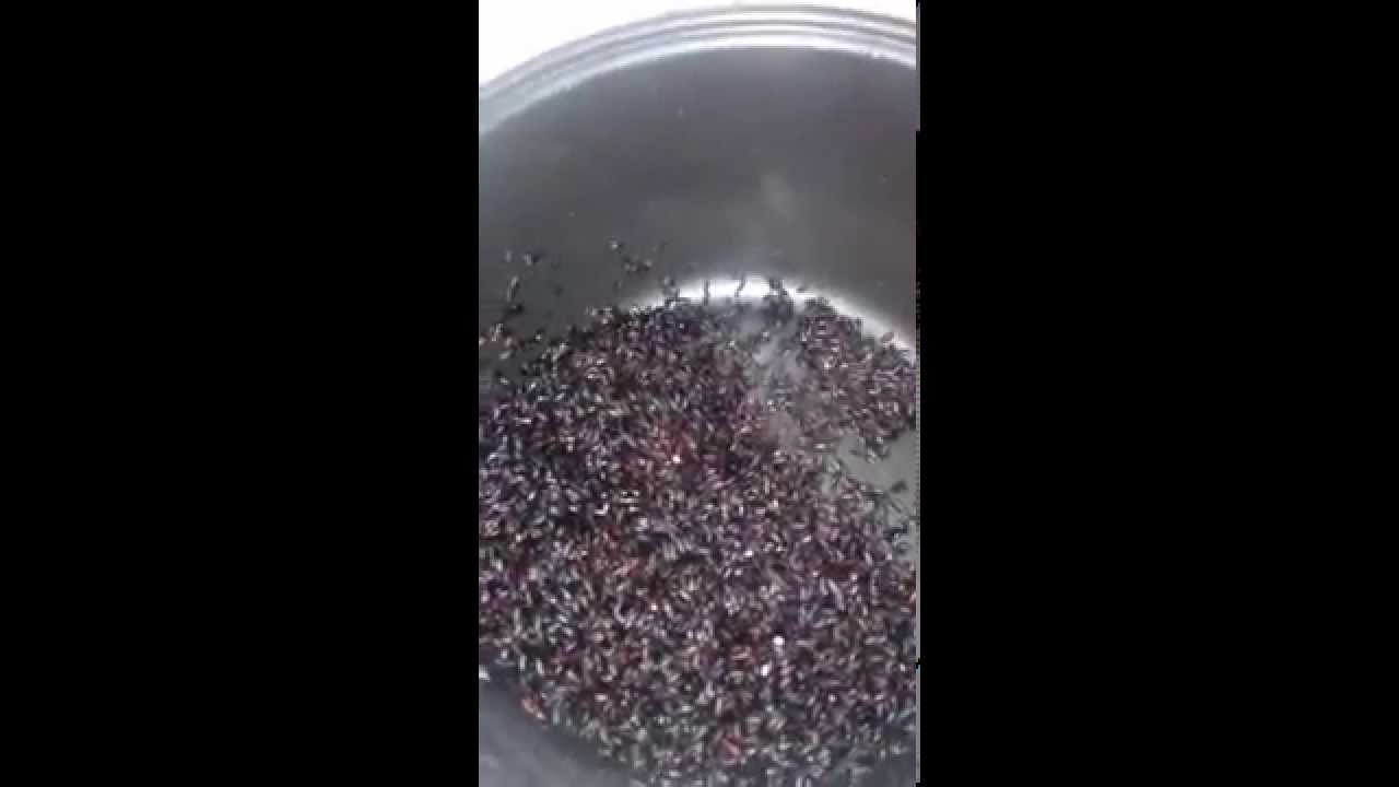 black beans, black rice, and black sesame recipe