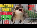 Masteran Cendet Untuk Membantu Cendet Trotol Menata Lagu Terapi Air Mp3 - Mp4 Download