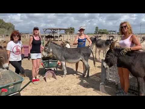 Video: Stroller Training: consejos para enseñar a su perro a pasear en un cochecito