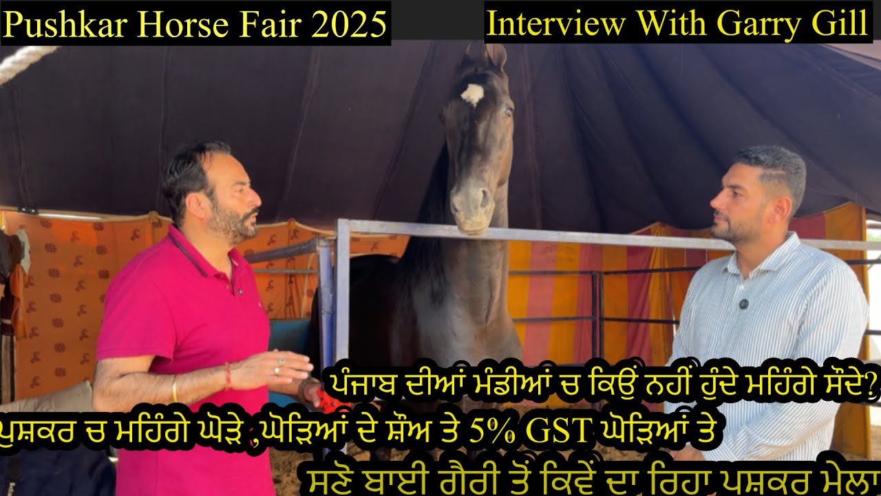 Interview With Garry Gill Pushkar Horse Fair 2025 ਪੰਜਾਬ ਦੀਆਂ ਮੰਡੀਆਂ ਚ ਕਿਉਂ ਨਹੀਂ ਹੁੰਦੇ ਮਹਿੰਗੇ ਸੌਦੇ ?