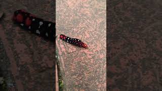 beautiful worm dancing steps #beautiful #worm #dance #nature