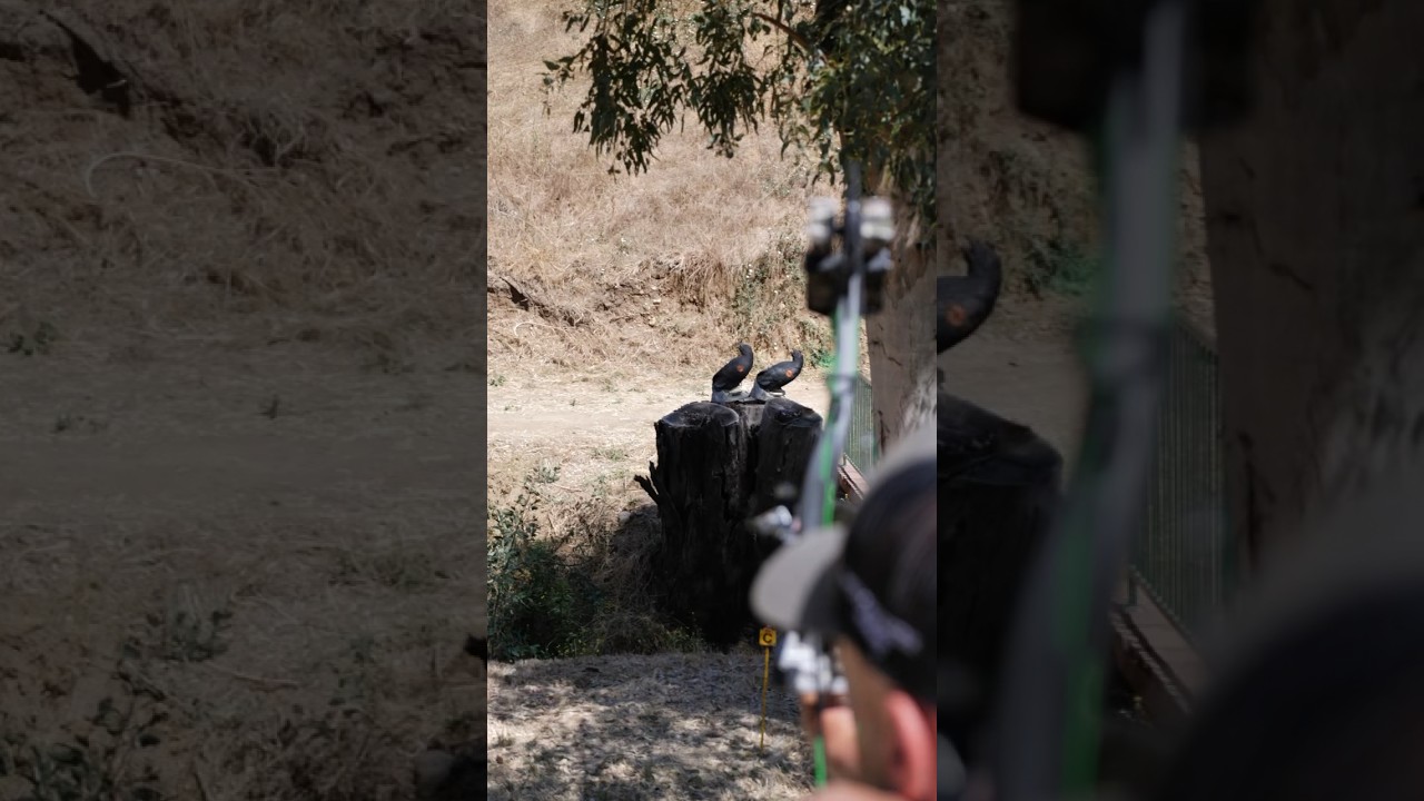 Shooting Crows with Bows 🏹 