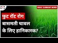 Foot Rot Disease | Basmati Crop I UPSC | Daily Current News | Drishti IAS