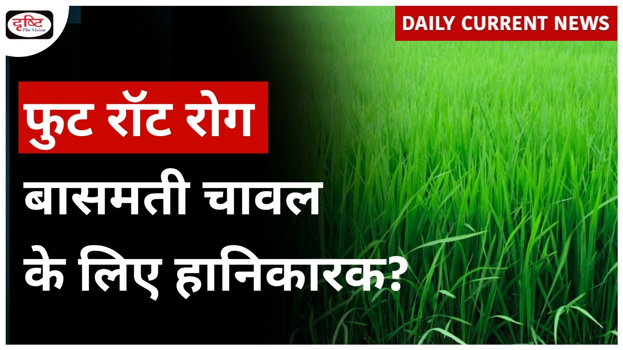 Foot Rot Disease Basmati Crop I UPSC Daily Current News Drishti IAS YouTube