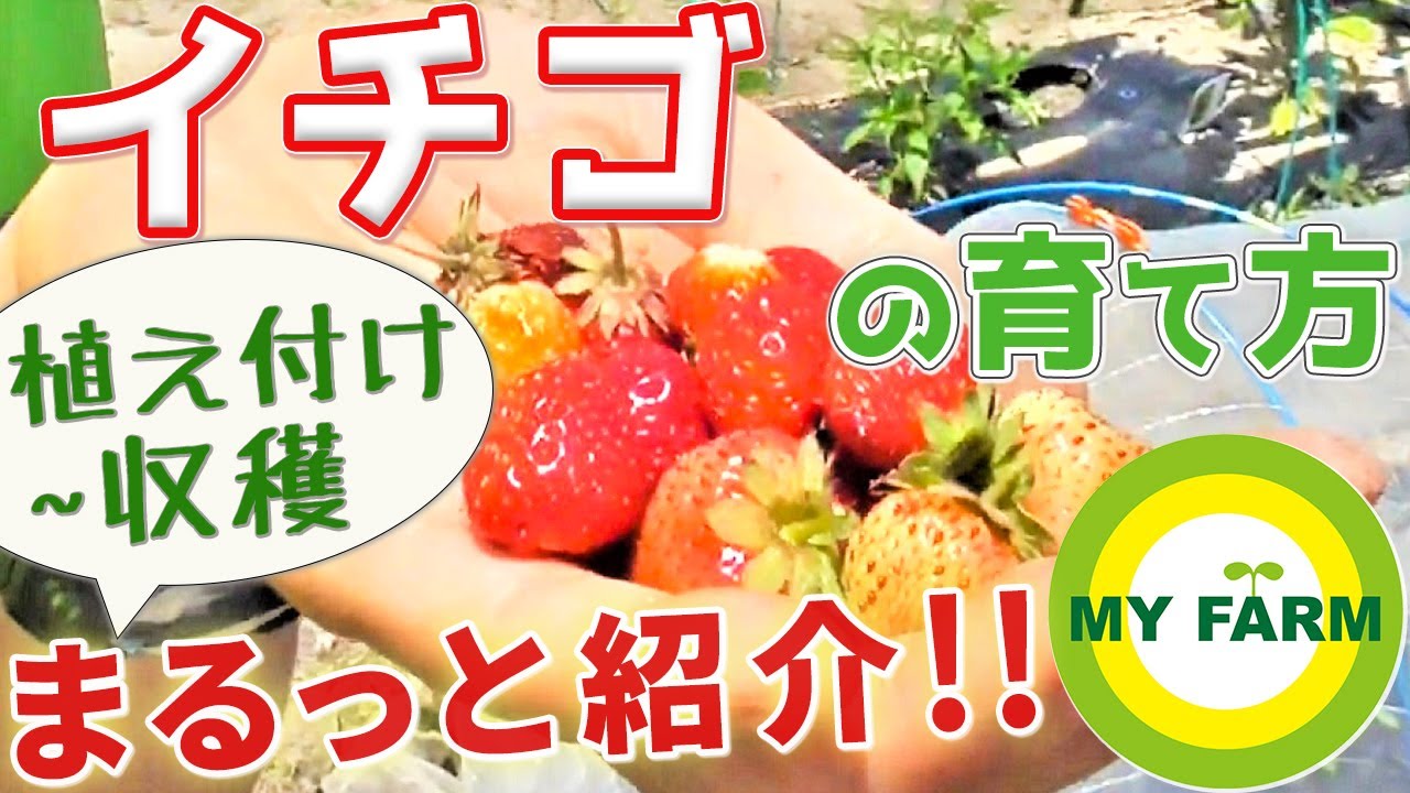 イチゴの育て方 苗の植え付けから収穫まで全部見せます 初心者向け菜園ムービー Youtube