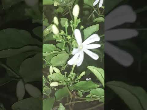 Virajaji | Jui