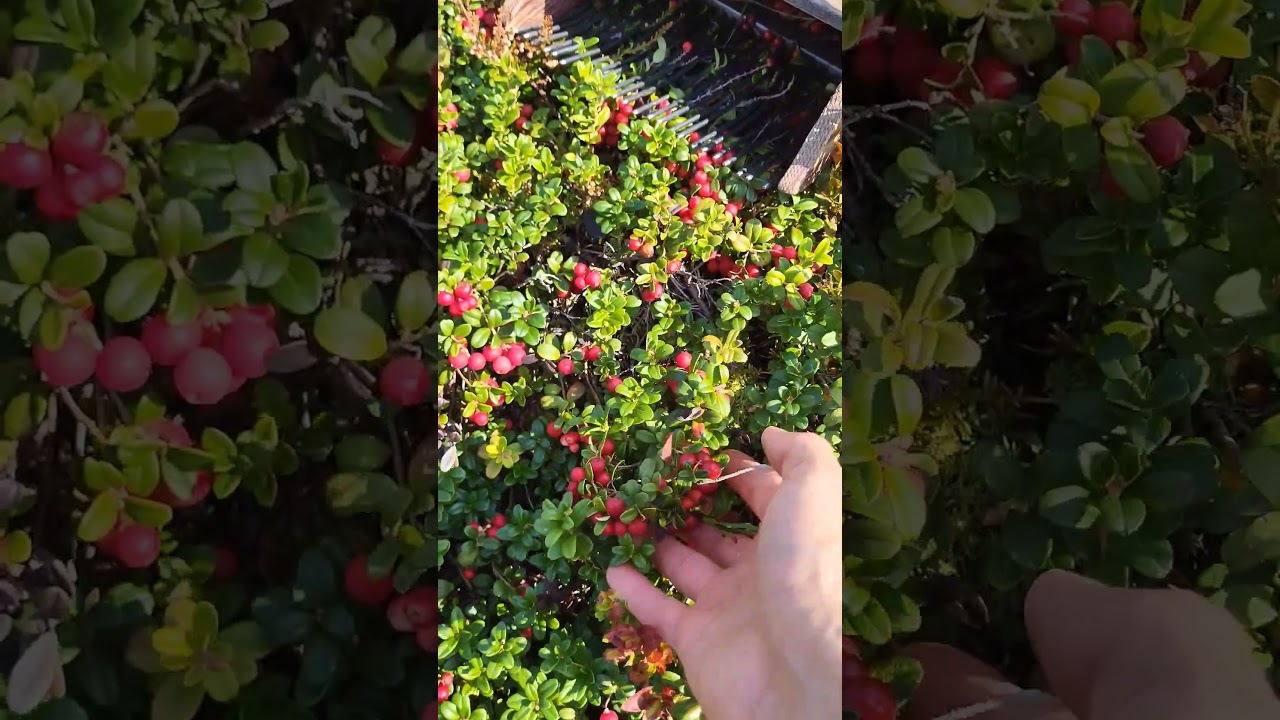 Special tools for picking berries 