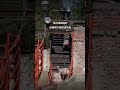 猪猪在屠宰场的遭遇 Shorts 猪猪在屠宰场的遭遇 Shorts