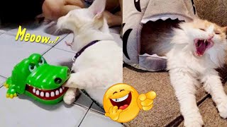 SO FUNNY.! 8 minutes of funny cat videos that really make you laugh  ~ Funny cats on Tiktok 2023