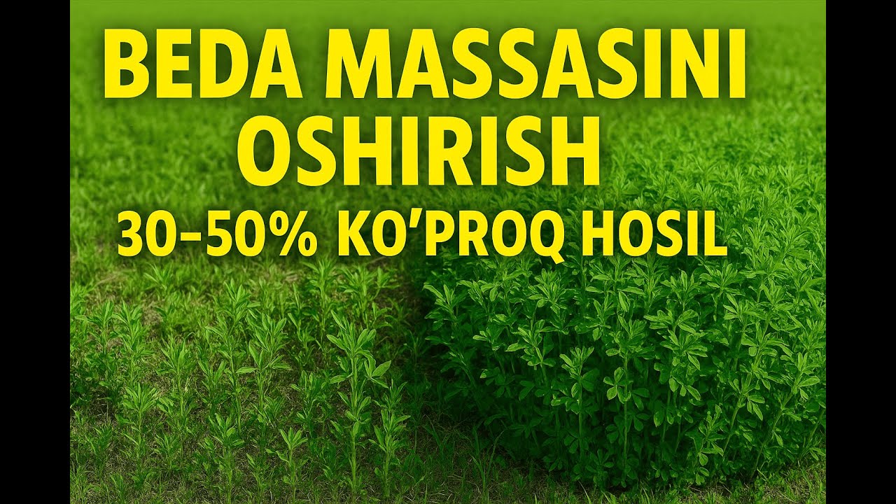 Bedaning massasini oshirish — 5 ta eng muhim usul #farming #удобрения #alfalfafertilizer #beda #o