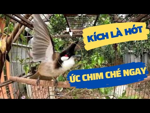 Video Chào Mào Hót - Chào Mào Kích Trống Lên Lửa, Luyện Chào... - youtube