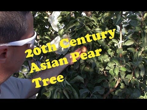 Video: What Is A 20th Century Pear – Lär dig om vård av asiatiska päronträd från 1900-talet