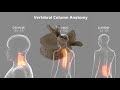 The vertebrae and the Vertebral Column