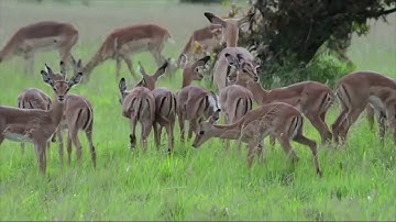 Amazing wildlife!!! Giant Python cubs leopard when mother leopard attacks
