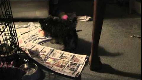 Watching Pippi play by desk