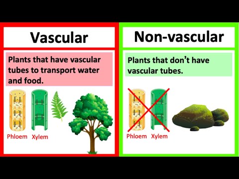 VASCULAR vs NON-VASCULAR PLANTS 🤔 | What&rsquo;s the difference? | Learn with examples