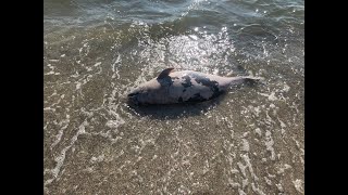 Азовское море: размытые пляжи и мертвый дельфин