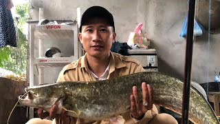 Fishing catfish Silurus glanis (câu cá nheo bằng nhái hơi)