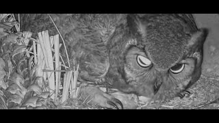 Athena’s owl cam captures egg cracking, owlet breaking free at Lady Bird Johnson Wildflower Center