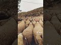 سلعة ماشاءالله المشرية سلعة العيد 