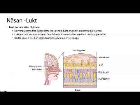 Människokroppen del5.1: Sinnen Lukt Smak Känsel