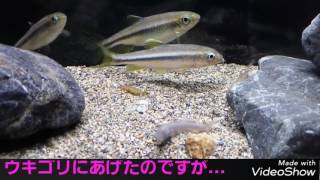 衝撃 ウキゴリにエサをあげたらまさかの展開 Youtube