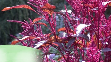 Growing amaranth