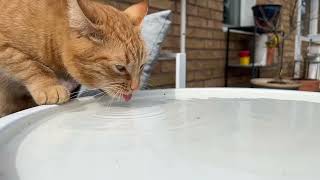 Cat drink water 2