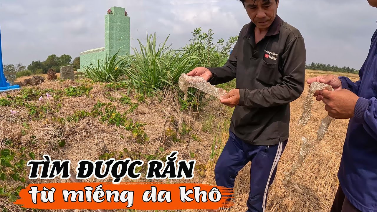 Lần theo dấu lếch tìm thấy da khô, lần theo da khô tìm thấy Rắn | TGSB #826