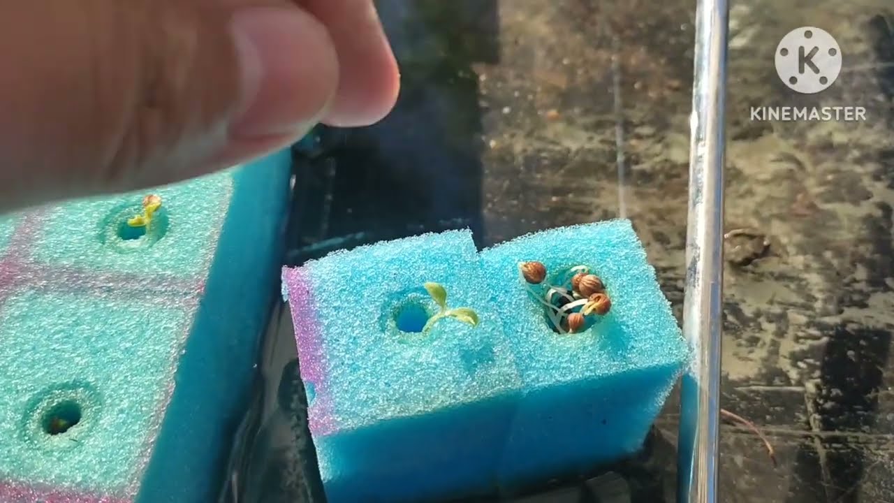 Diferencia entre esponja para lechuga y cilantro