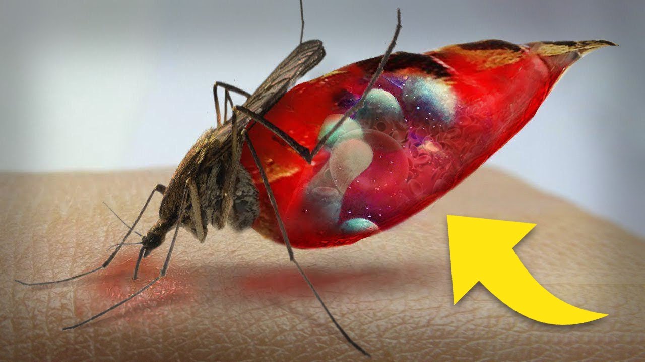 O que acontece com o SEU SANGUE dentro do MOSQUITO? - YouTube