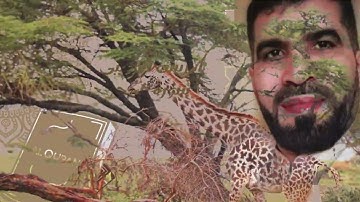 ماتيسر من سورة الحجر بصوت القرئ:ادريس الركيبي.