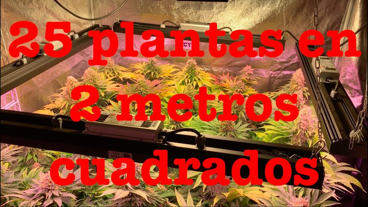 Cultivo de marihuana indoor 25 plantas en 2 metros cuadrados, concentración máxima